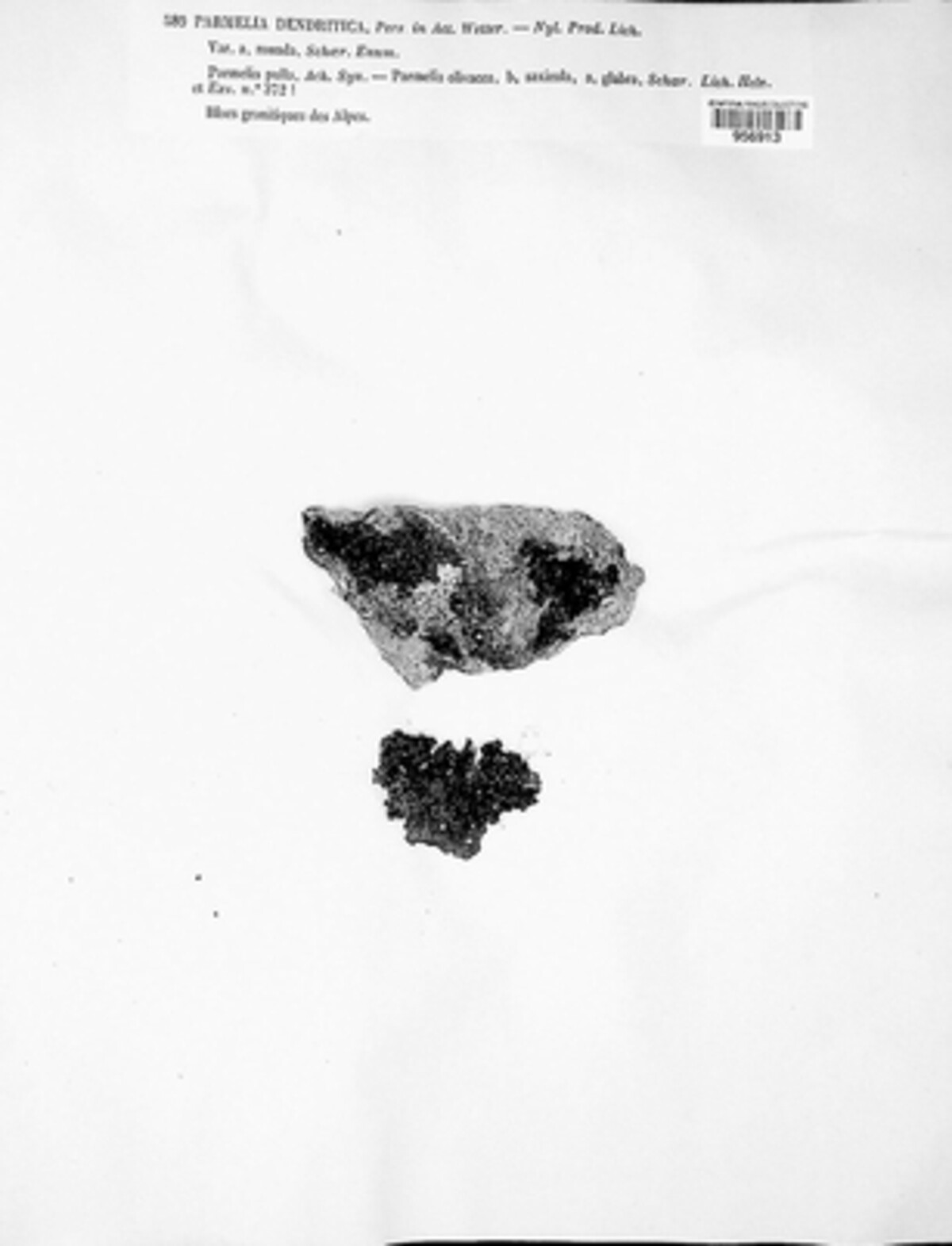 Xanthoparmelia pulla image